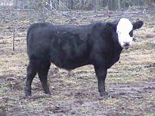 spring 2001 bull to be traded for another bull